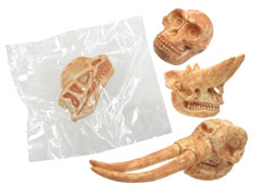 50景品　頭の化石ミュージアムのサムネイル画像